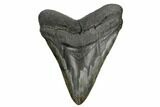 Massive, Fossil Megalodon Tooth - Foot Shark! #178735-1